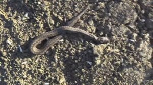 Гадюка степная Vipera ursini раненная