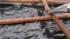 Получил черенок винограда по почте, обязательно сделаю это с ним перед хранением.