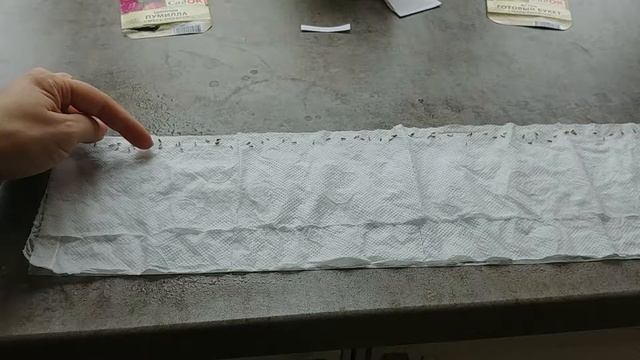 АСТРА, ЦИННИЯ/Сажаю цветы/Рассада, проверенный способ/ смотреть онлайн