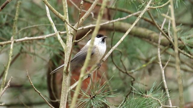 603. Sýkora lužní, Willow Tit, Weidenmeise, Буроголовая гаичка, Czarnogłówka zwyczajna смотреть онлайн