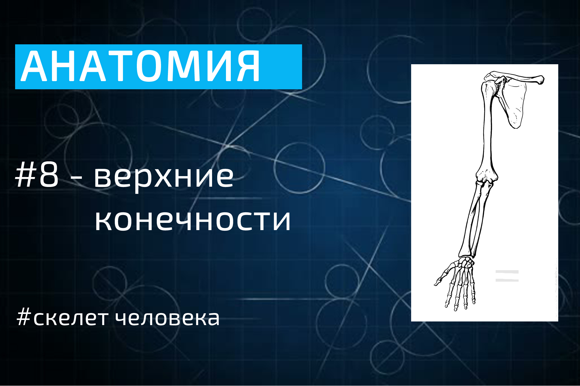 Тема скелет конечностей. Скелет конечностей. Скелет верхней конечности. Анатомия руки. Скелет руки человека анатомия.