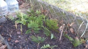 Размножение туи черенкованием. Осень. Часть 1