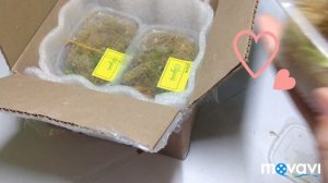 Распаковка улиток )