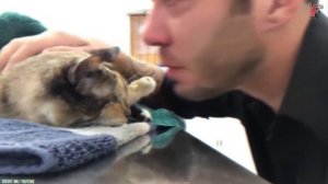 10 Прощаний Владельцев с Питомцами! Это Заставит Вас Плакать!