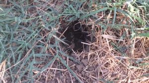 Когда поливать? Утром или вечером?