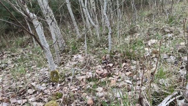 Осиновая кора. Молодые осиновые веточки. Всё что нам надо, чтобы быть здоровым. смотреть онлайн