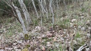 Осиновая кора. Молодые осиновые веточки. Всё что нам надо, чтобы быть здоровым.