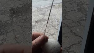 Снасть для ловли сома