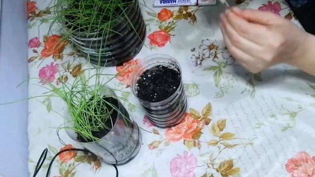 Выращивание лука Эксибишен. Мой способ.#лукэксибешен смотреть онлайн