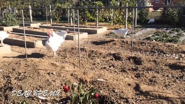 Сажаем саженцы роз  некоторых фруктовых деревьев осенью.
