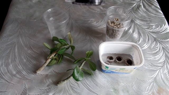 Адениумы, выращенные из семян в домашних условиях. Размножение черенками.Часть 7-я смотреть онлайн