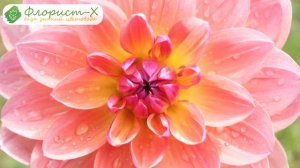 ? Уборка и хранение георгинов – как выкапывать и хранить