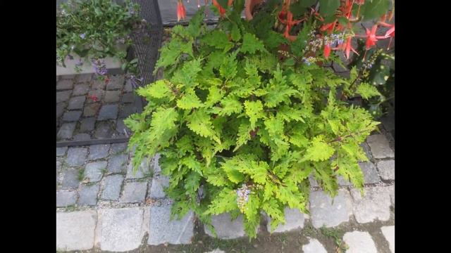 БОТАНИЧЕСКИЙ САД г.Аугсбург смотреть онлайн