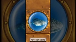 Морские обитатели / акулы для детей
