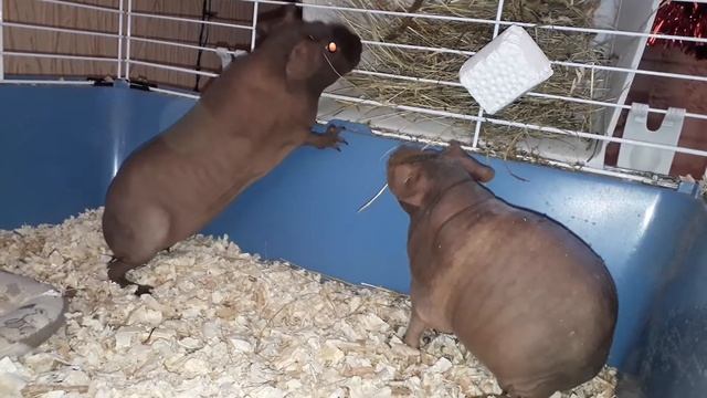 Морские свинки Скинни кушают сено смотреть онлайн