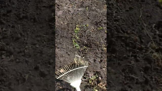 После посева горчицы,прошла граблей. смотреть онлайн