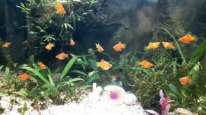 Содержание пецилий с рыбками данио и гуппи,с креветками неокаредина,с улитками Спикса и катушка.