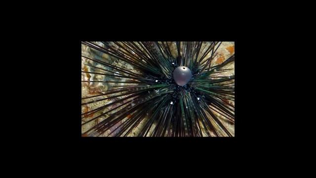 Зуб у морского ежа смотреть онлайн