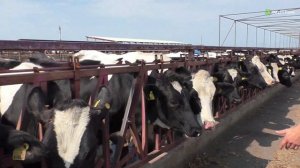 Почему выбирают голштинскую породу коров? Опыт ООО "Крым-Фарминг"