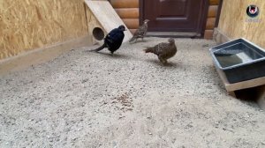 Белок для цыплят. Чёрная львинка.