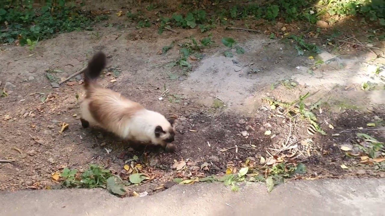 Кошка Моника| Драка котов! Моника миротворец. | Невская Маскарадная| Monica Cat