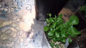 КАКИЕ ЦВЕТЫ Я ПРИЩИПЫВАЮ , А КАКИЕ НЕТ.