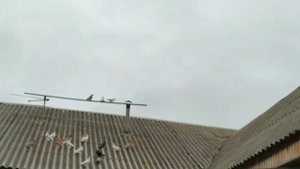 Однохлористый йод , обработка голубятни с голубями.2.12.2021г