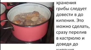 Засолка груздей и рыжиков холодным способом с сохранением в собственном соку