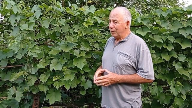 @Виноград 2021  16 07  Виноград после опрыскивания