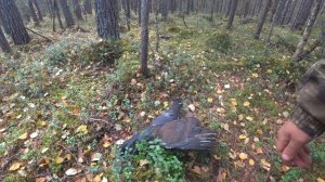 Охота c мелкашкой. 22 lr. Глухарь найдет.