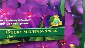 Флоксы 2020 в ОБИ. Сортовые Флоксы с названиями.