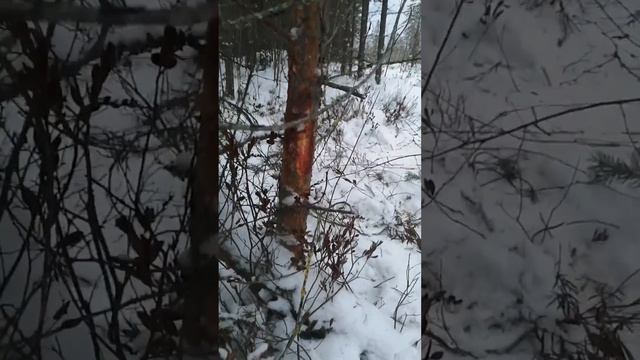 ВОЛК ОТОРВАЛ ПЕТЛЮ И УБЕЖАЛ!! НАДО ЧТО ТО МЕНЯТЬ! смотреть онлайн