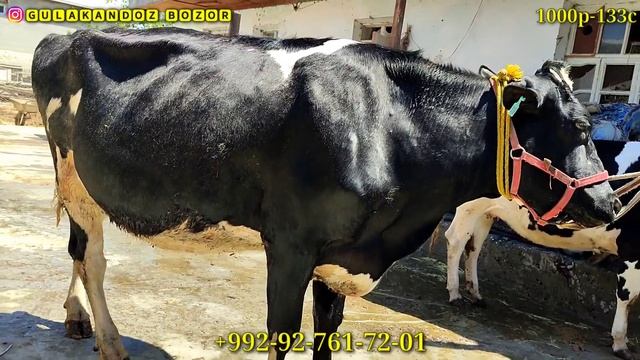 Чёрный Пёстрая Голштинской Парода.Тел:+992-92-761-72-01.