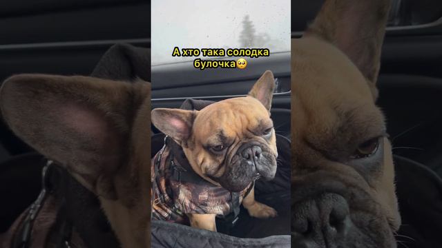 Может и больше чем 3 раза 😂🐶 #булочка #французскийбульдог #frenchbulldog