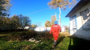 Валка дерева с помощью оттяжки