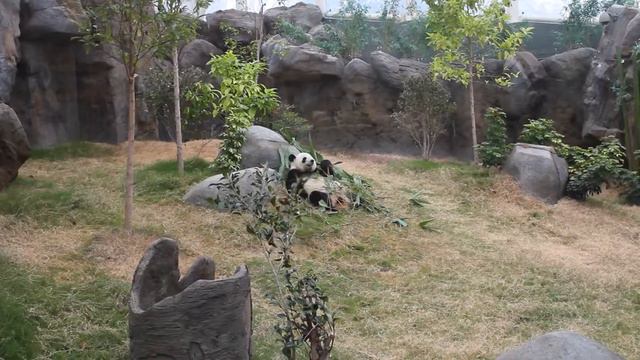 Giant and Red Pandas (Ocean Park Hong Kong) / Большая и Малая Панды (Ocean Park) смотреть онлайн
