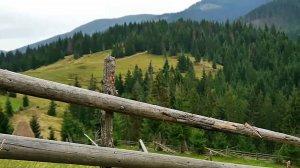 ЧЕРЕМШИНА 1