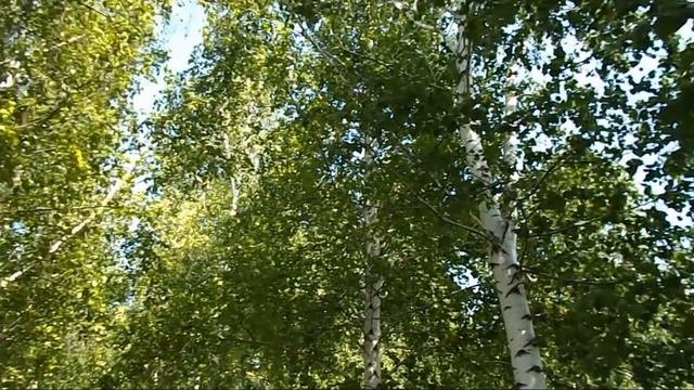 Березонька береза  ( О. Резниченко,  Н. Палькин)