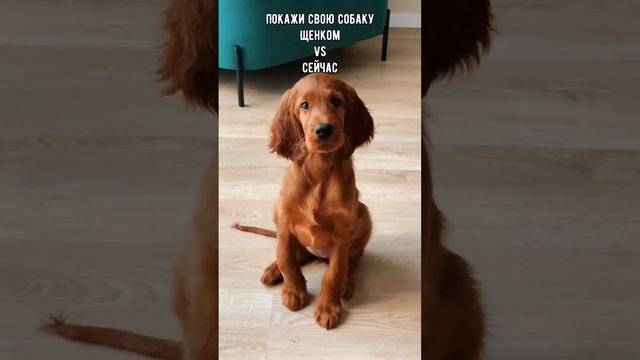 1 мес 👉🏼 5 мес. Сделаю такой же, когда она станет совсем взрослой ☺️ #dog #puppy #funny #cutedog