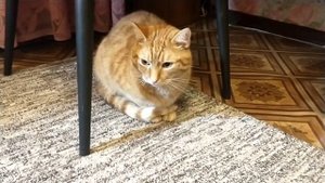 Кот обижает кошечку 🙀