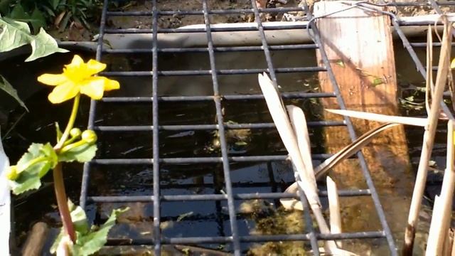 Caltha palustris (medicinal plant) toxic смотреть онлайн