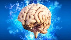 Сколько процентов мозга мы используем?