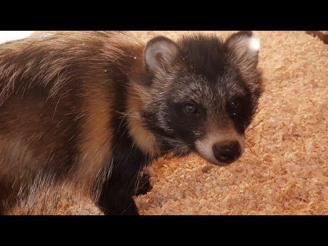 ласковая енотовидная собака Ариша/ наша ласкушка тануки