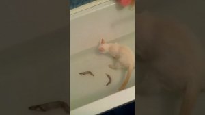 Джес купается