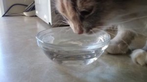 Как пьют воду кошки