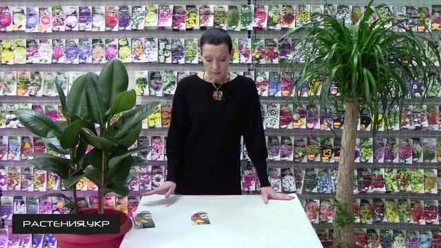 клен клен клен / Как вырастить абутилон из семян ?
