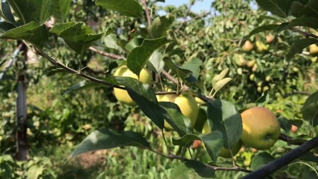 Сорт яблук "Целеста" М9 смотреть онлайн