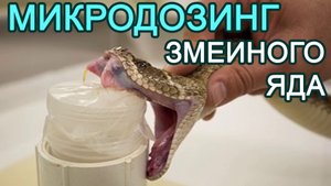 Змеиный яд, анафилактический шок и микродозинг