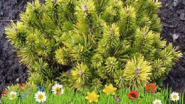 Сосна горная Офир (ophir) ? Обзор: посадка и уход. крупномеры сосны Офир: описание и особенности смотреть онлайн