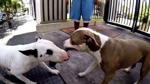 Bull terrier VS Pitbull fight